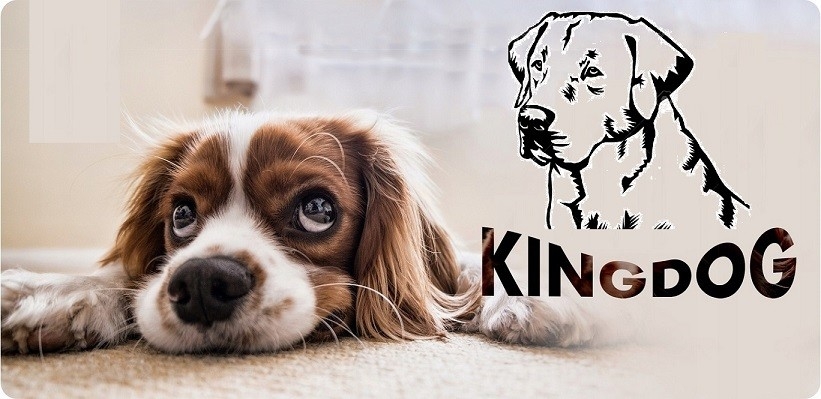 Legowisko dla psa kojec KINGDOG 100x75 cm personalizowane wodoodporne zielone